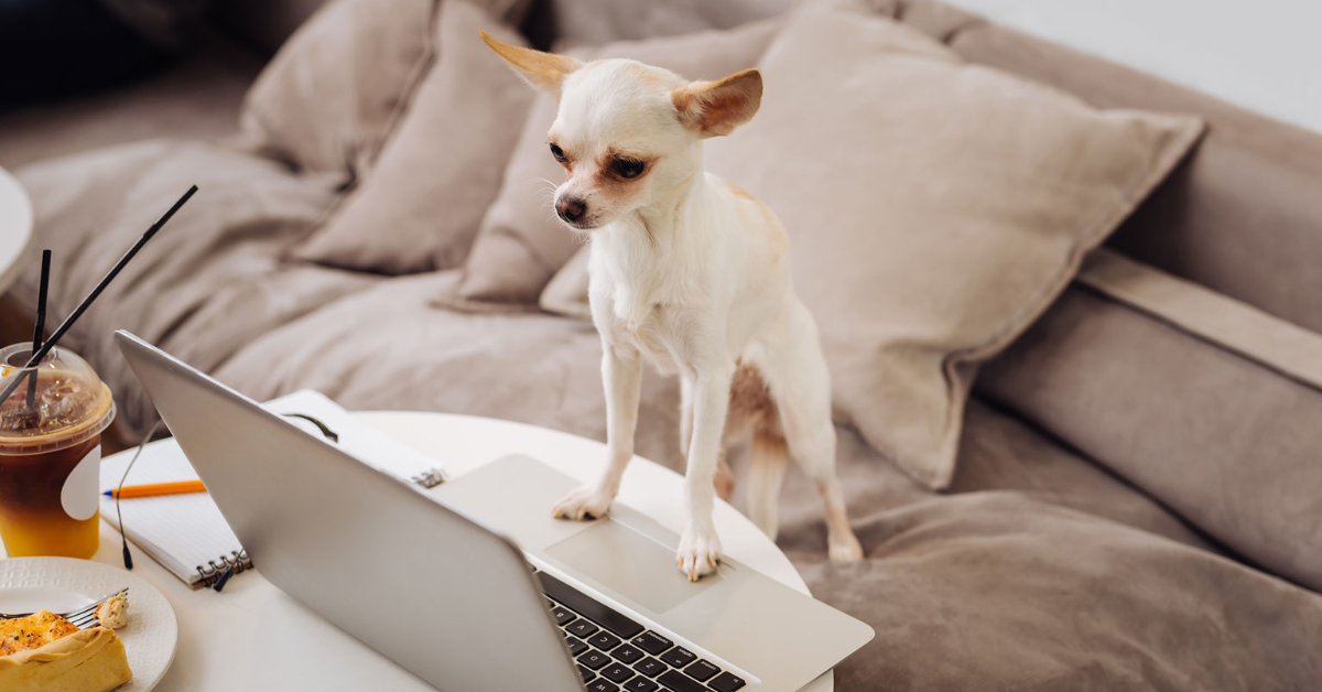 A chihuahua standing on top of a laptop.